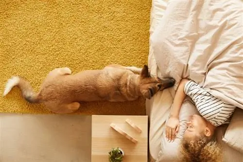 Намайг унтаж байхад нохой минь яагаад над руу ширтдэг вэ? 7 боломжит шалтгаан