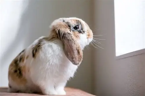 Depresija kod zečeva: znakovi, uzroci & Njega (odgovor veterinara)