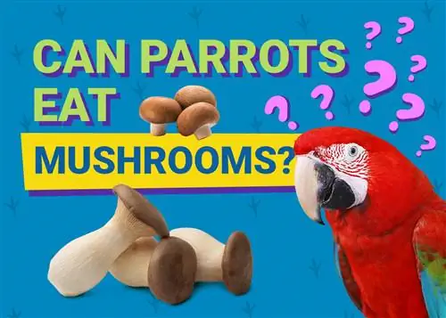 Voivatko papukaijat syödä sieniä? Selitys & Vaihtoehdot