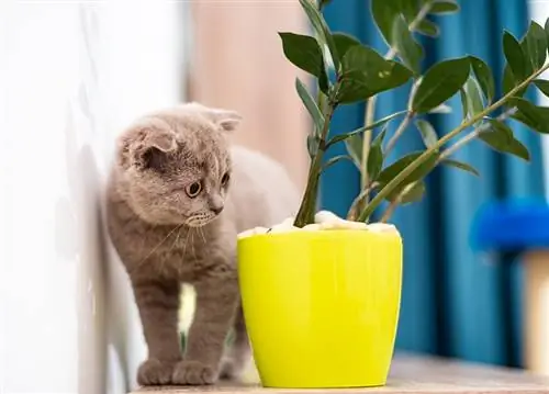 Hoe om katte uit binnenshuise plante te hou: 6 bewese metodes