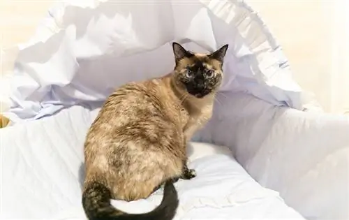 چگونه گربه ها را از گهواره نوزاد دور نگه داریم: 8 نکته مفید