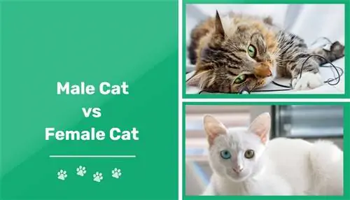 Manlike vs vroulike katte: Die sleutelverskille (met prente)
