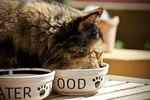 10 melhores alimentos para gatos para estômagos sensíveis – Avaliações & Principais escolhas