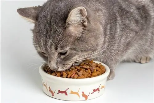 11 ushqimet më të mira për macet për kapsllëkun në 2023 – Shqyrtime & Zgjedhjet kryesore