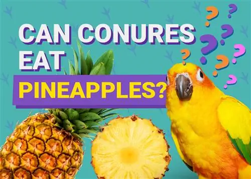 Conures pode comer abacaxi? O que você precisa saber