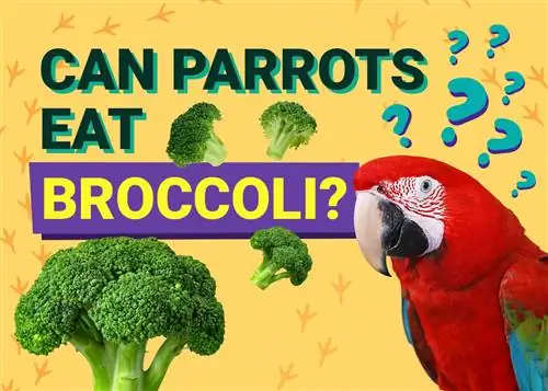 Maaari Bang Kumain ng Broccoli ang Parrots? Anong kailangan mong malaman