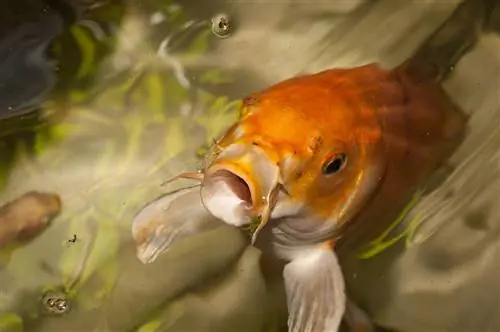 Wat moet je je goudvis voeren als je geen visvoer meer hebt: 15 ideeën