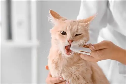 Cómo cepillar los dientes de tu gato: Consejos & Alternativas