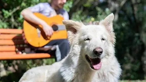 Hva slags musikk liker en hund? Veterinærgodkjente fakta & Toppsjangre