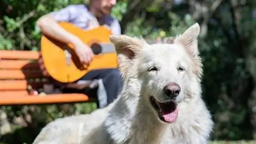 Jenis Musik Apa yang Disukai Anjing? Fakta yang Disetujui Dokter Hewan & Genre Teratas