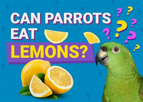 Maaari Bang Kumain ng Lemon ang Parrots? Mga Katotohanan & FAQ