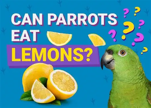 Parrots Noj Lemons? Facts & FAQ