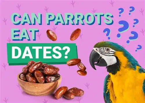 Maaari Bang Kumain ng Date ang Parrots? Anong kailangan mong malaman