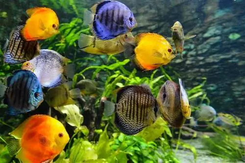 8 Pinakamahusay na Sump & Refugium para sa Mga Aquarium sa 2023: Mga Review & Mga Nangungunang Pinili