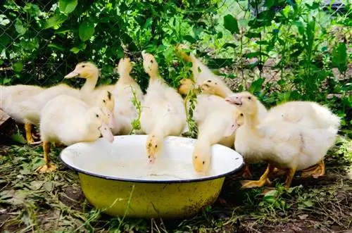 10 Pinakamahusay na Duck Waterers noong 2023 – Mga Review & Mga Nangungunang Pinili