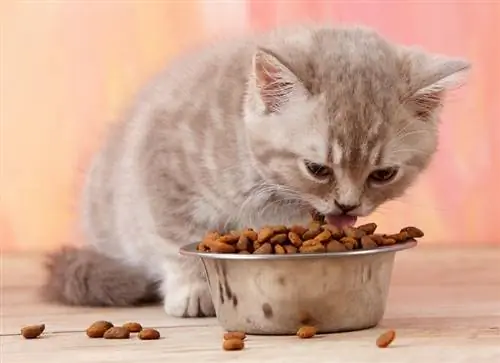 10 بهترین غذای بچه گربه در بریتانیا در سال 2023: نظرات & بهترین انتخاب