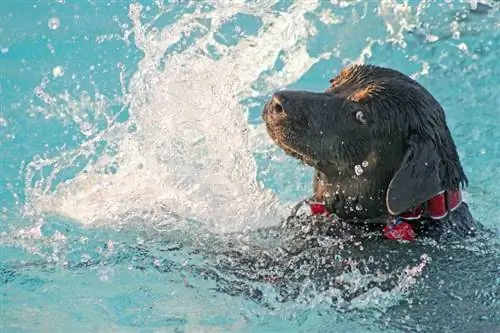 Как да накарате кучето си да обича да плува: 5 съвета за преподаване, одобрени от ветеринар
