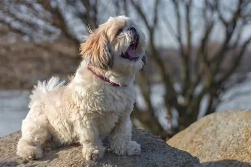 Hvorfor gaber hunde? De 6 almindelige årsager