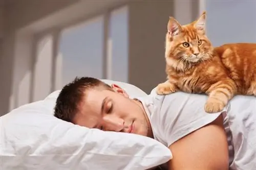 Mengapa Kucing Saya Mengencingi Saya Saat Saya Tidur? 6 Kemungkinan Alasan