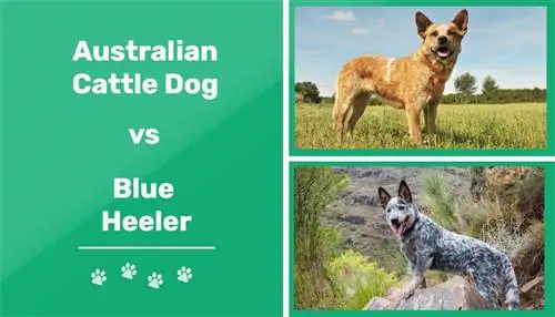 Australijski pies pasterski kontra Blue Heeler: kluczowe różnice (ze zdjęciami)
