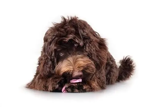 Почему собакам нравится грязное белье? 10 удивительных причин