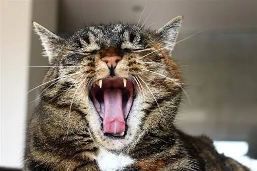 Cât de curată este gura unei pisici în comparație cu cea a unui om? Fapte & Întrebări frecvente