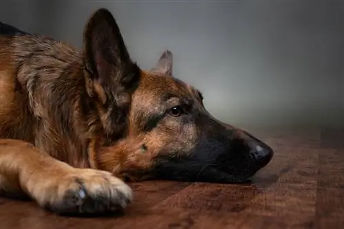 12 породи кучета, склонни към подуване: факти, прегледани от ветеринарен лекар & ЧЗВ