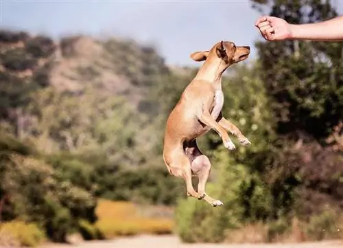 Hvor høyt kan en hund hoppe?