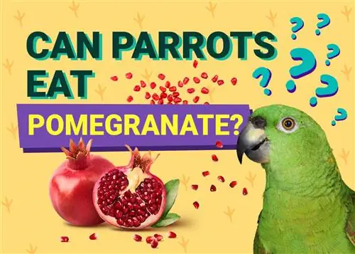 ¿Pueden los loros comer granada? Lo que necesitas saber