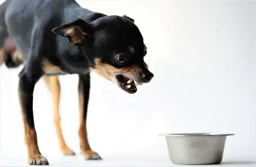 Varför skäller min hund på sin mat? (10 troliga skäl)