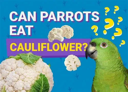 Kan papegøjer spise blomkål? Hvad du behøver at vide