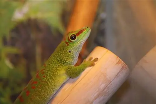 Welche Art von Gecko ist der Geico-Gecko? Arten & FAQs