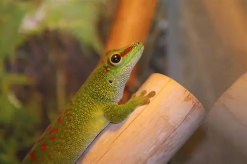 Kokio tipo gekonas yra Geiko Gekonas? Rūšis & DUK