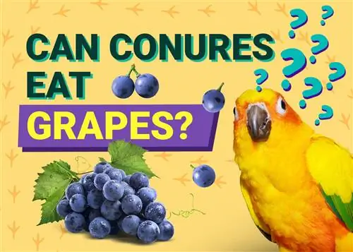 האם קונורים יכולים לאכול ענבים? מה שאתה צריך לדעת