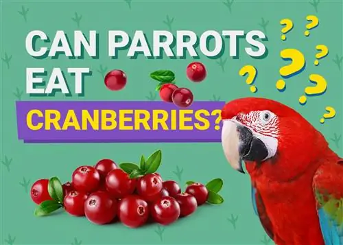 I pappagalli possono mangiare i mirtilli rossi? Cosa hai bisogno di sapere