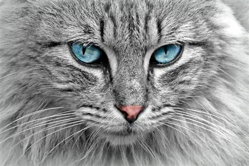 Vai kaķa acis var mainīt krāsu? Fakti par kaķiem & FAQ