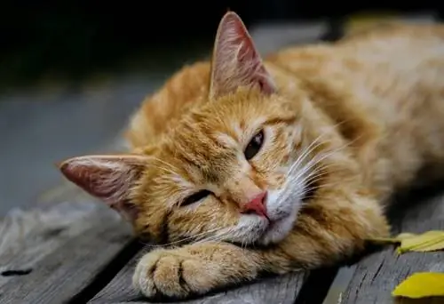 Giardia chez les chats : signes, causes & Options de traitement (réponse vétérinaire)