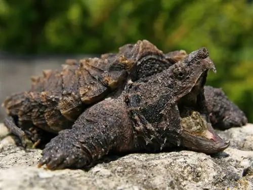 12 костенурки, намерени във Флорида (със снимки)