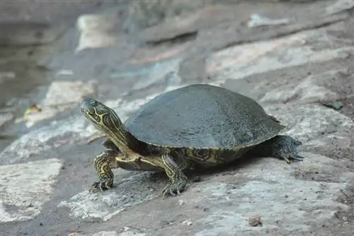 Βρέθηκαν 10 χελώνες στο Τέξας (με φωτογραφίες)
