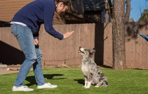 Avustralya Çoban Köpeği Nasıl Eğitilir: 8 İpucu & Püf Noktası