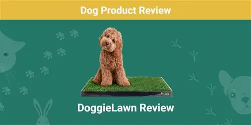 Recenzija proizvoda DoggieLawn 2023: Mišljenje našeg stručnjaka