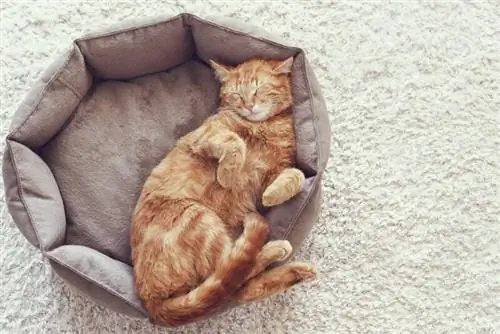 10 melhores camas para gatos na Austrália em 2023 – Avaliações & Principais escolhas