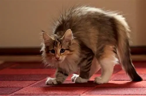 Kāpēc tavs kaķis skrien uz sāniem: 5 iespējamie iemesli