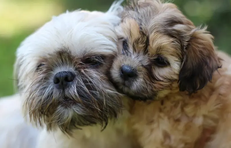 Brindle Shih Tzu: dejstva, izvor, & Zgodovina (s slikami)