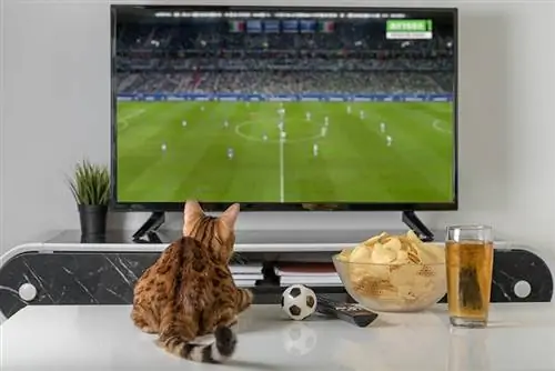 12 Super Bowl Party Safety Tips for Cats (2023 Guide)
