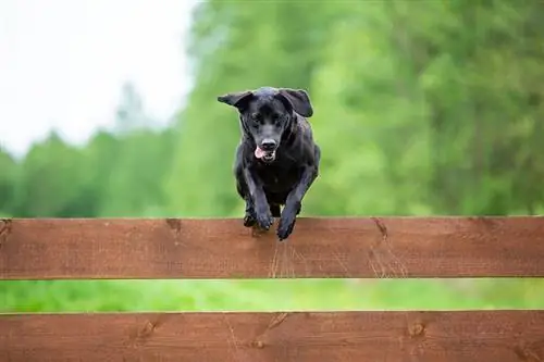 Sådan forhindrer du en hund i at hoppe & Klatring af hegnet: 12 nyttige tips