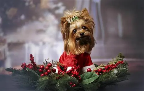 10 تزیینات عالی برای کریسمس سگ DIY & زیور آلات (با تصاویر)