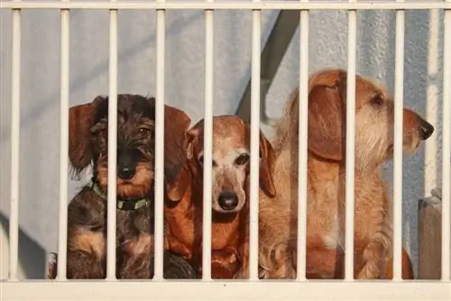 6 geriausios Kalėdų eglutės tvoros šunims 2023 m. – Atsiliepimai & Populiariausi pasirinkimai