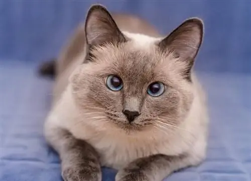 Raca e maceve me flokë të shkurtër Colorpoint: Foto, Fakte, Temperament & Tipare