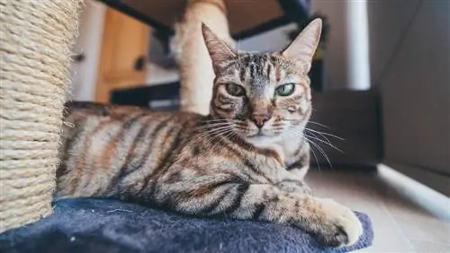 10 Best Cat Scratchers nel Regno Unito nel 2023 – Recensioni & Top Picks